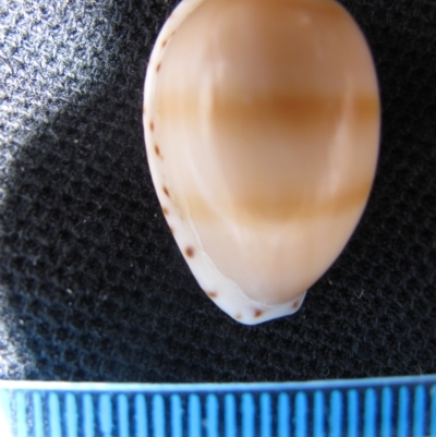 Cox's Bight, Tasmania (D. Dedenczuk)