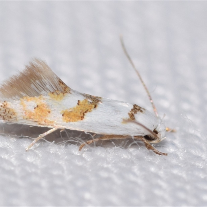 Notodryas vallata