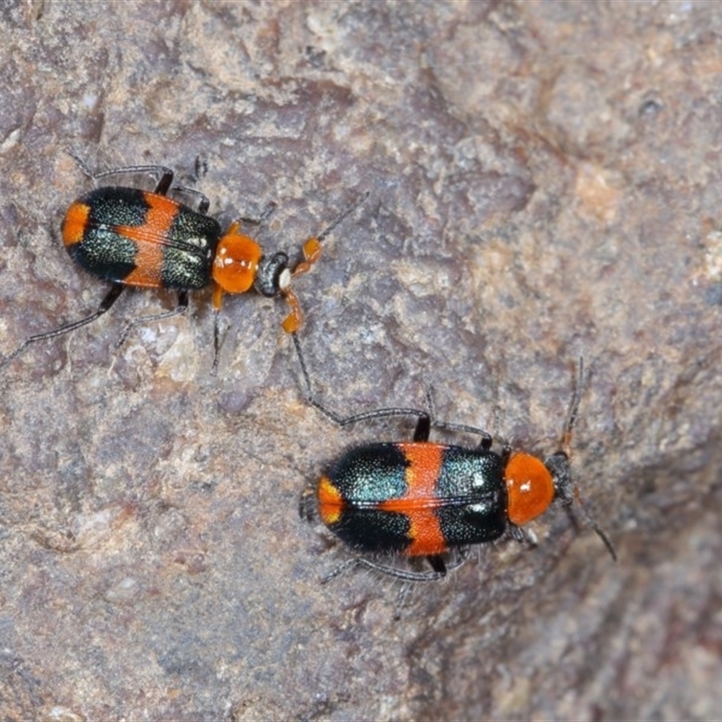 Notointybia cavicornis