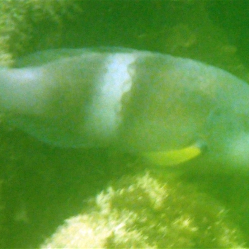 Notolabrus tetricus