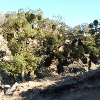 Notothixos cornifolius