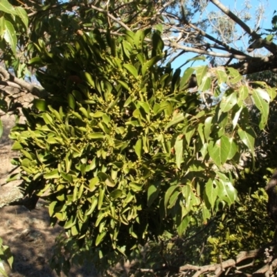 Notothixos cornifolius