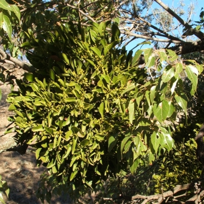 Notothixos cornifolius