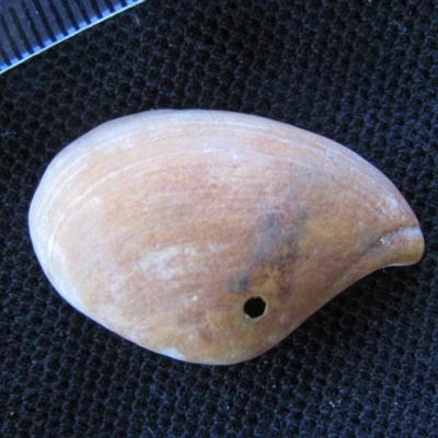 Nuculana (Saccella) crassa