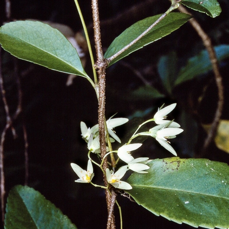 Aphanopetalum resinosum