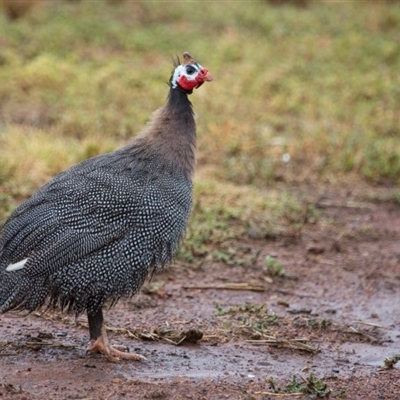 Numida meleagris