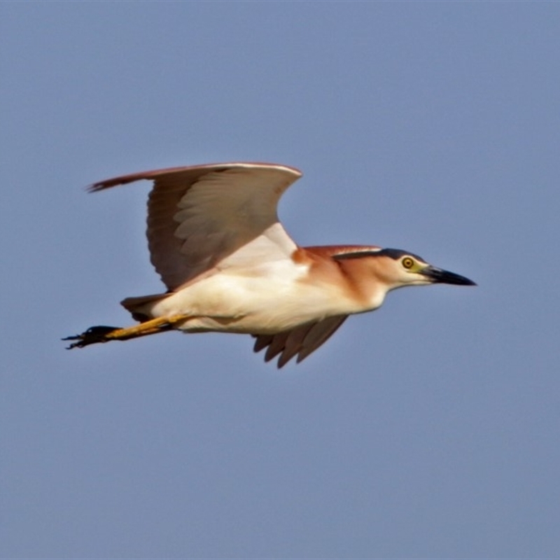 Nycticorax caledonicus