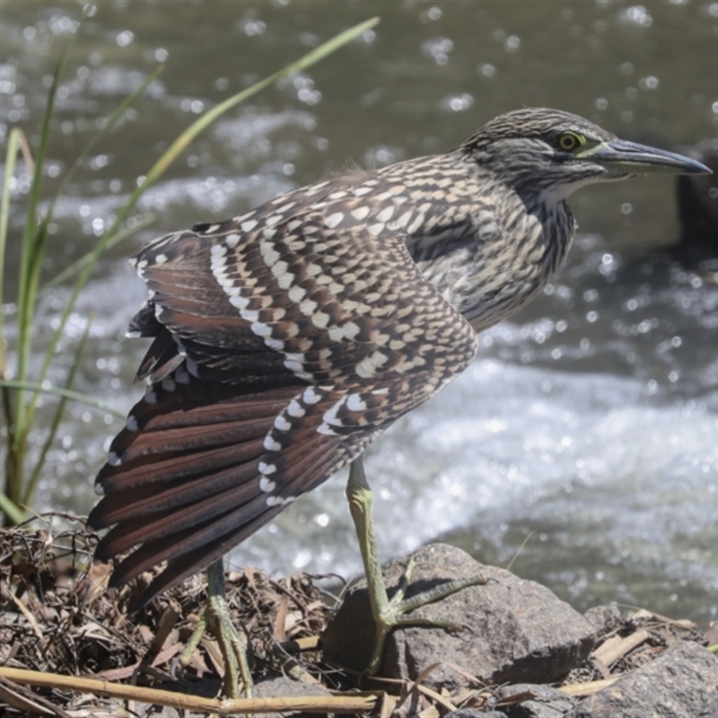 Nycticorax caledonicus