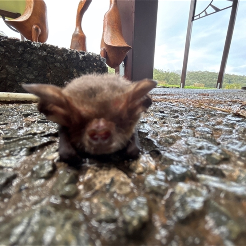 Nyctophilus gouldi
