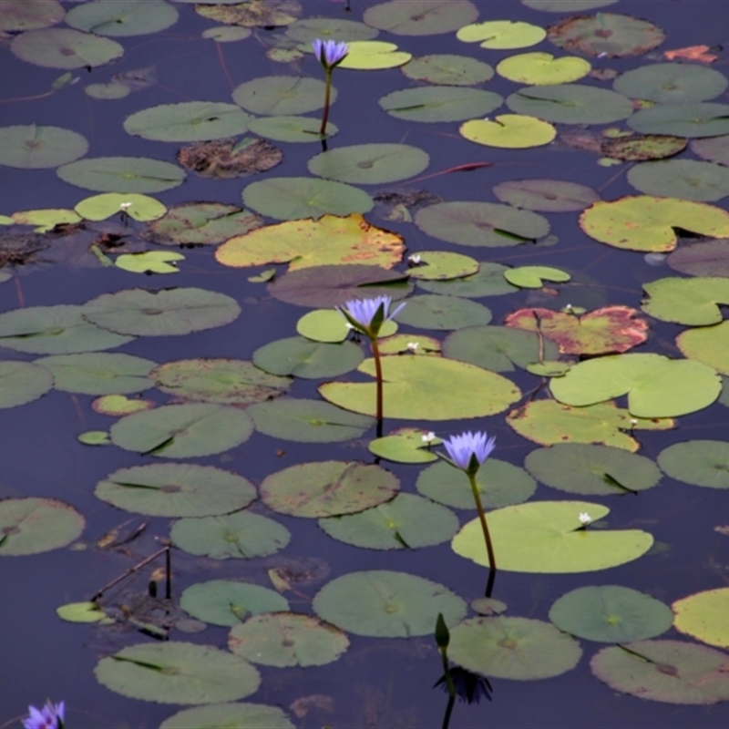 Nymphaea caerulea