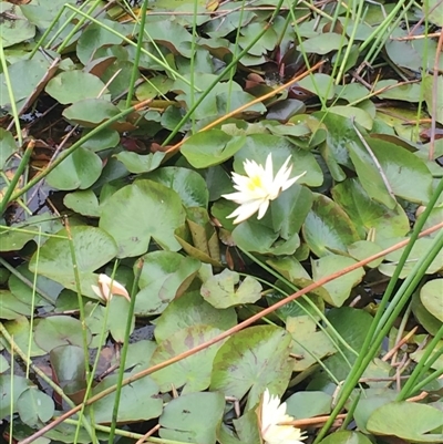 Nymphaea sp.