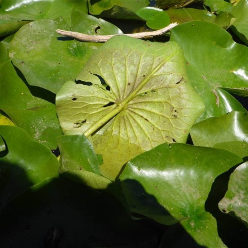 Nymphaea sp.