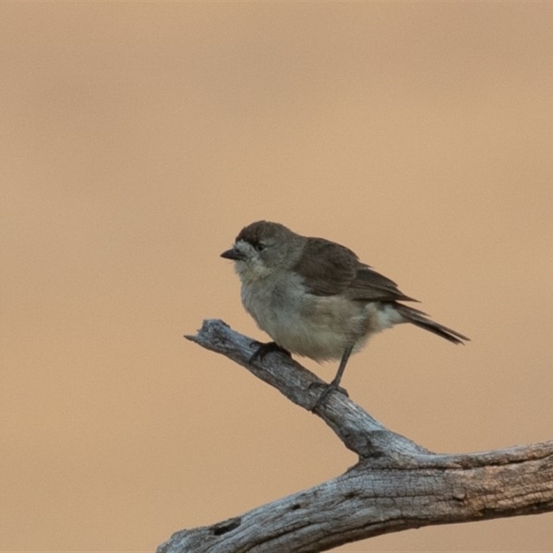 Aphelocephala leucopsis