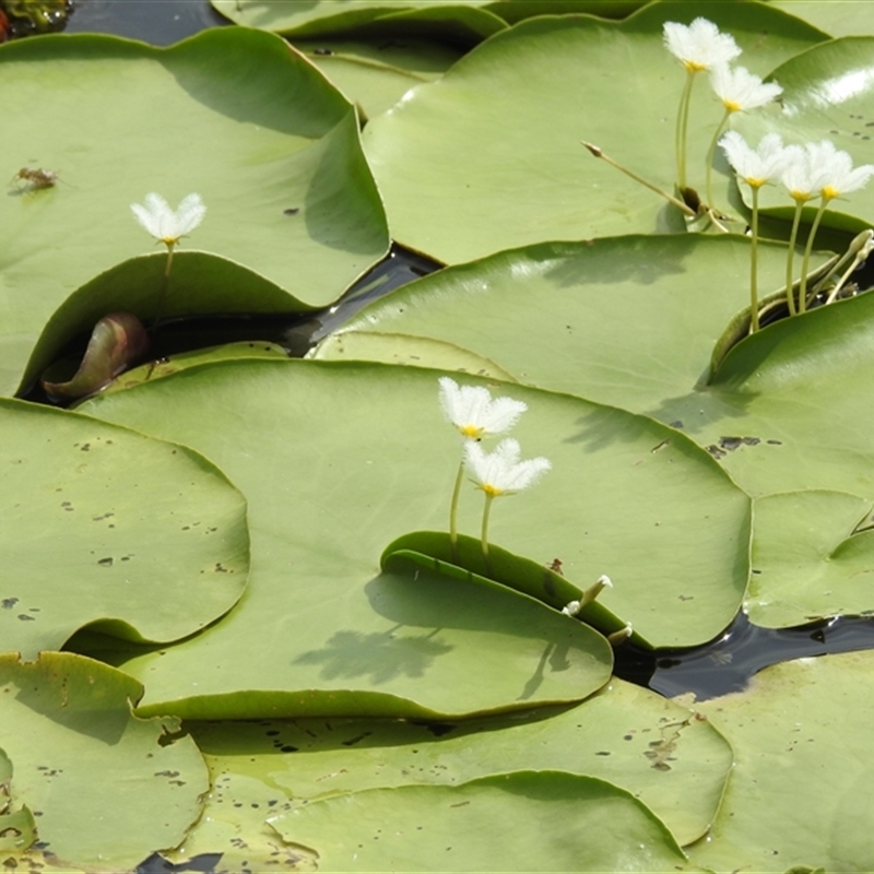 Nymphoides indica