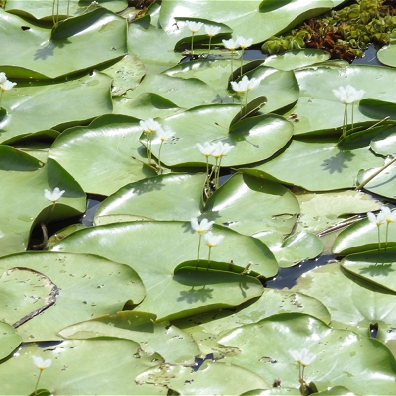 Nymphoides indica