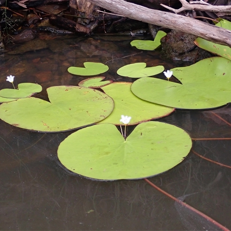 Nymphoides indica