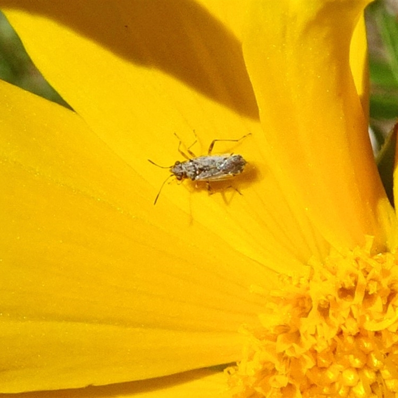 Nysius sp. (genus)