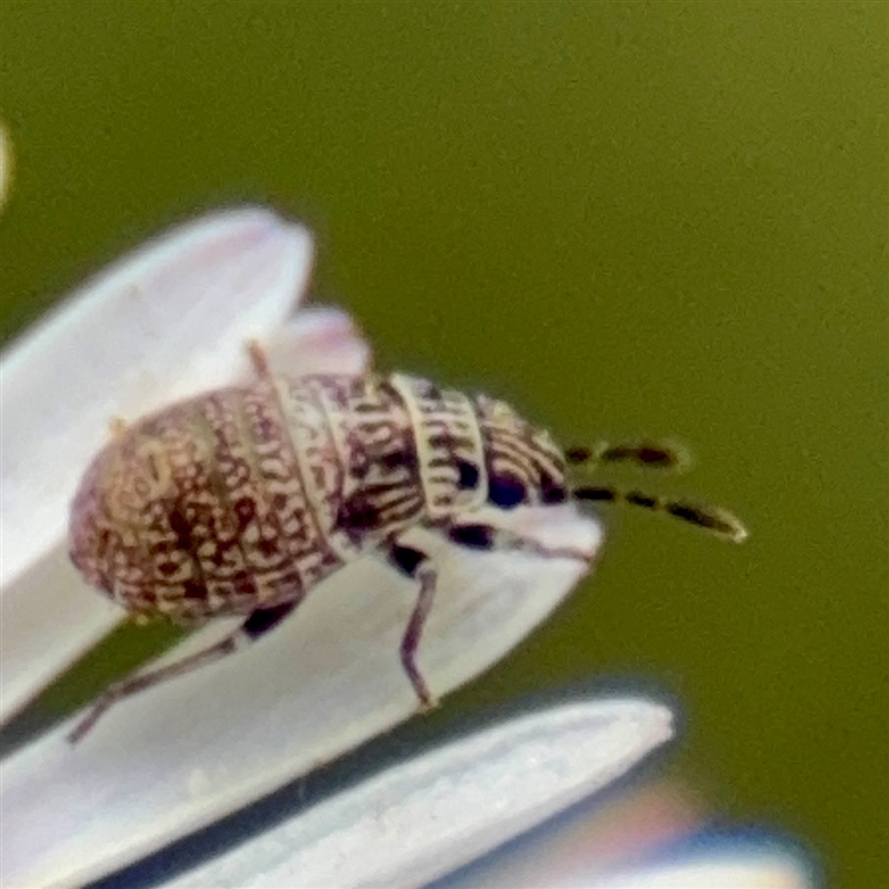 Nysius vinitor