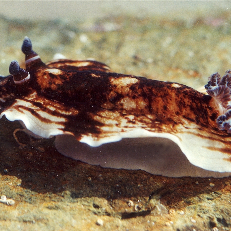 Aphelodoris varia