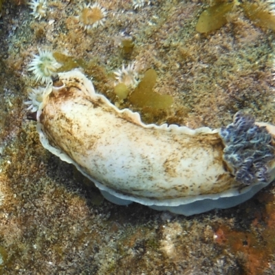 Aphelodoris varia