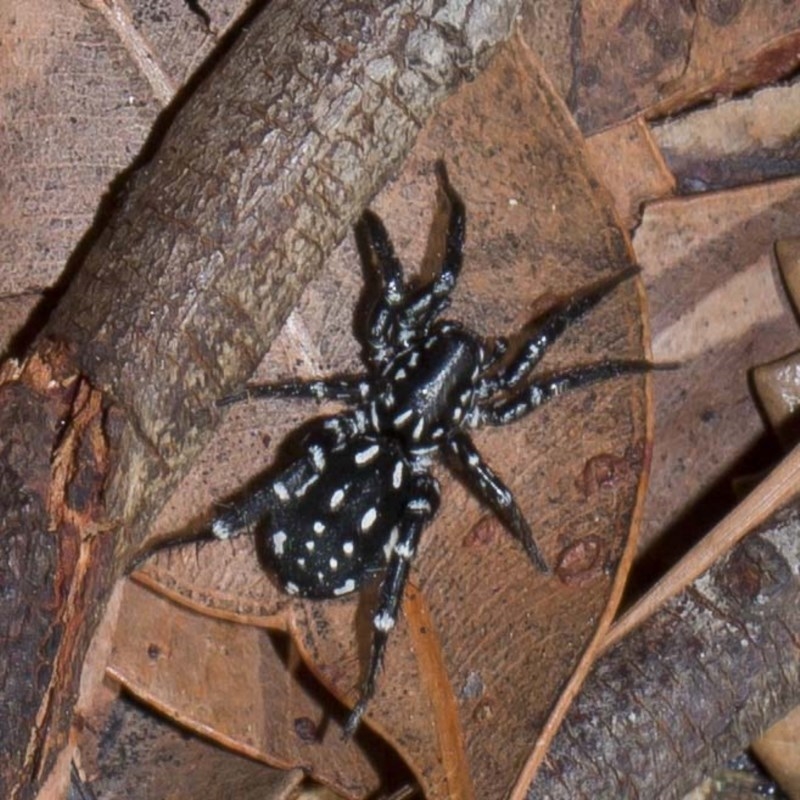 Nyssus albopunctatus