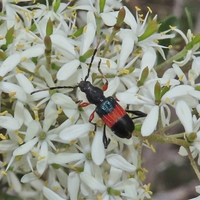 Obrida fascialis