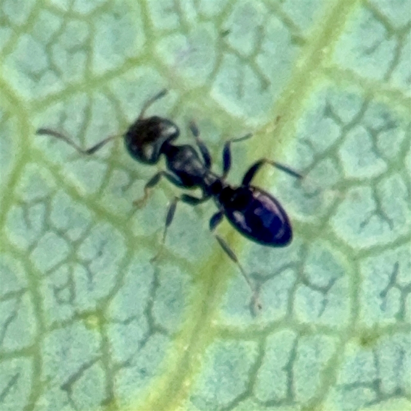 Ochetellus sp.