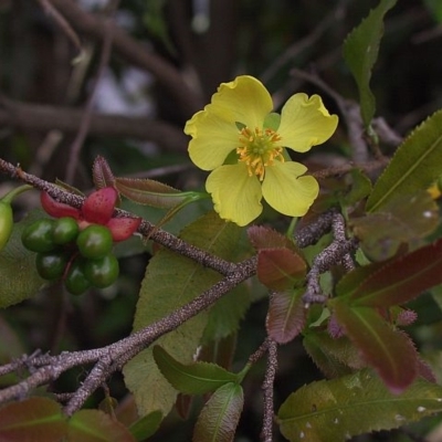 Ochna serrulata