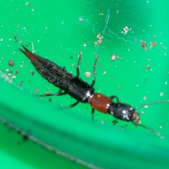 Bega River bioblitz