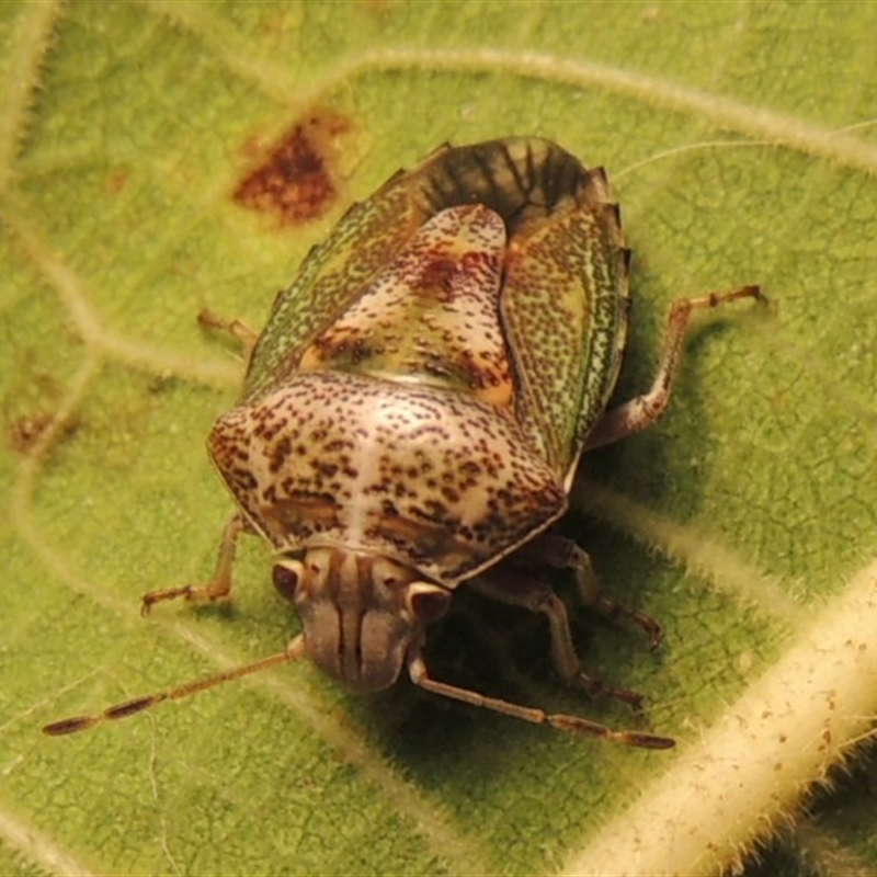 Ocirrhoe dallasi