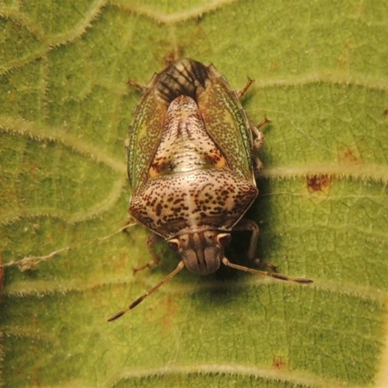 Ocirrhoe dallasi