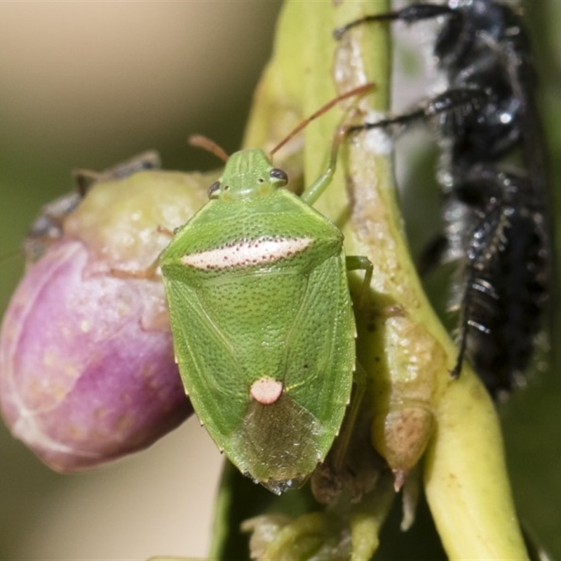 Ocirrhoe unimaculata