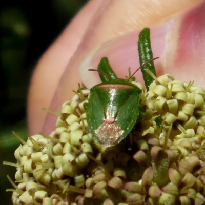 Ocirrhoe unimaculata