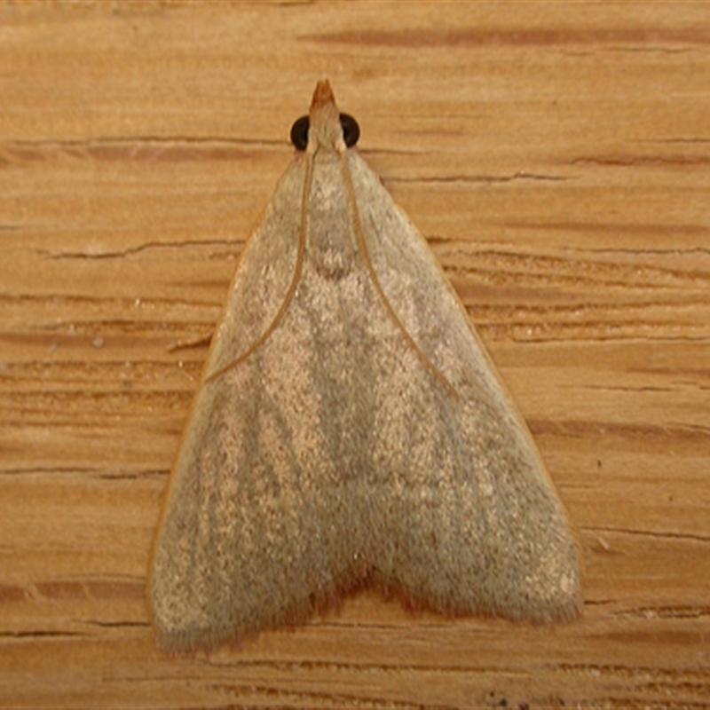 Ocrasa albidalis