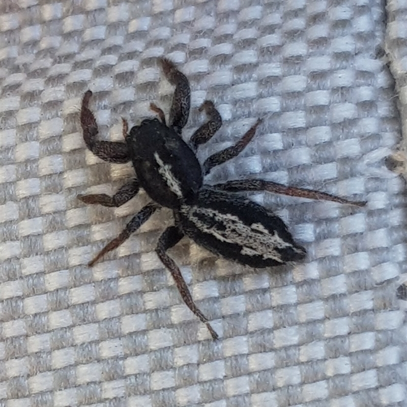 Ocrisiona leucocomis