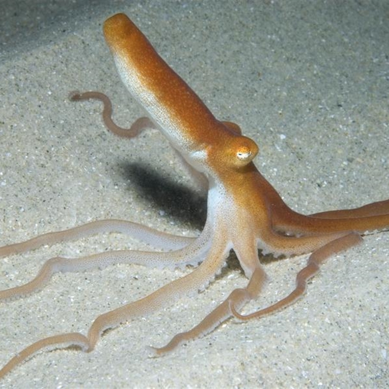 Octopus kaurna