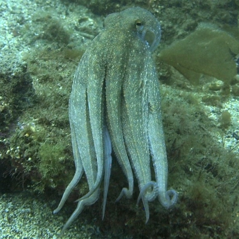 Octopus maorum