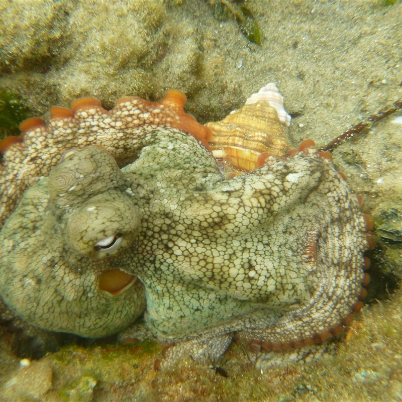 Octopus tetricus