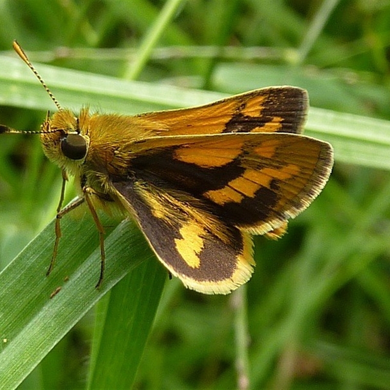 Ocybadistes flavovittata