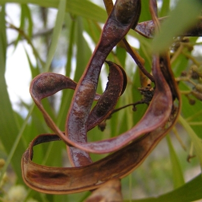 Acacia implexa