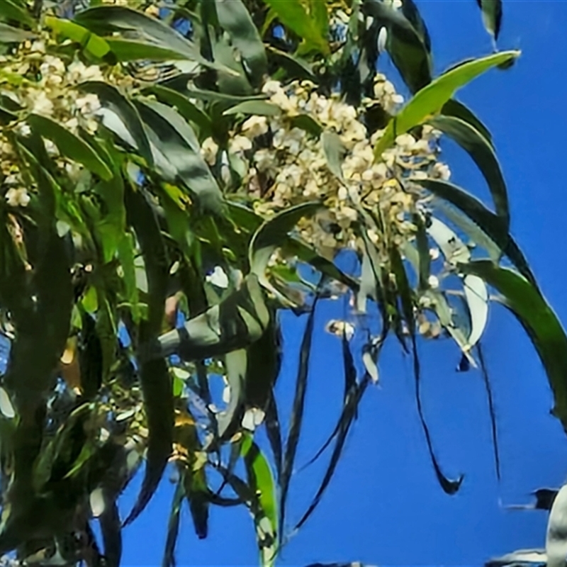 Acacia implexa