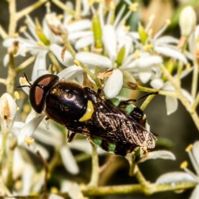 Odontomyia hunteri