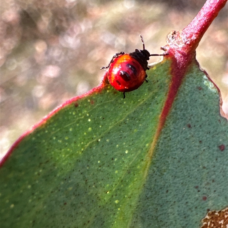 Oechalia schellenbergii