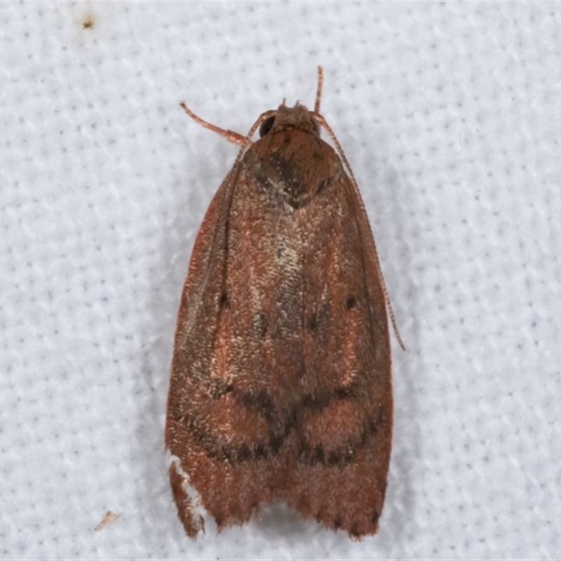 Oecophoridae (family)