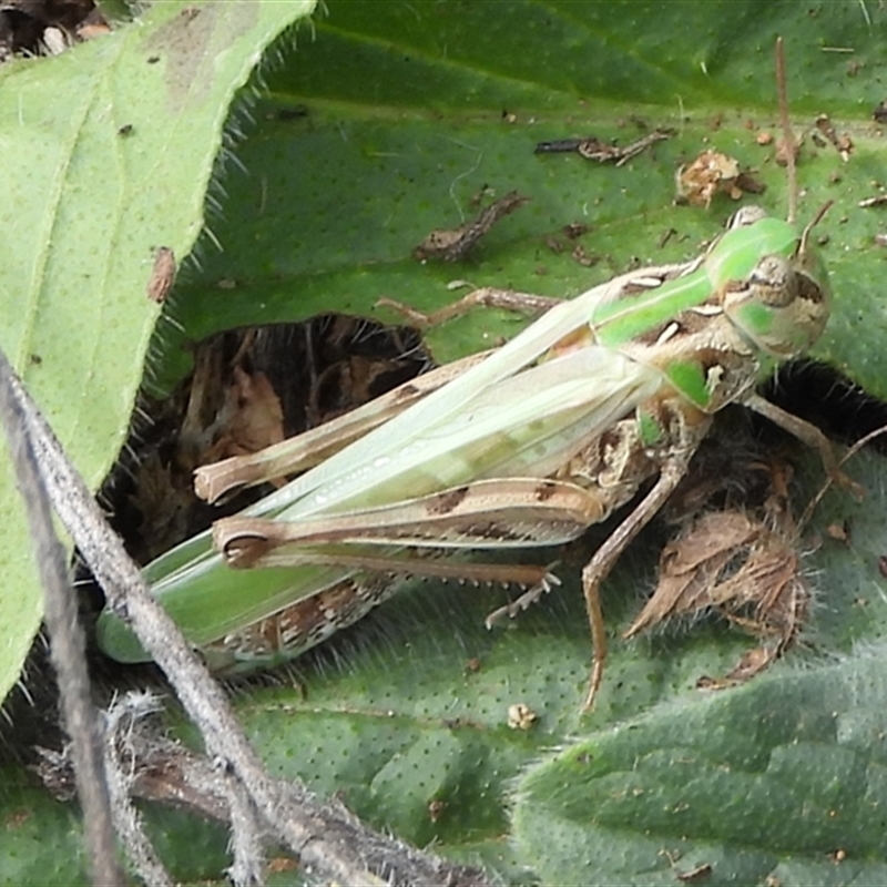 Oedaleus australis