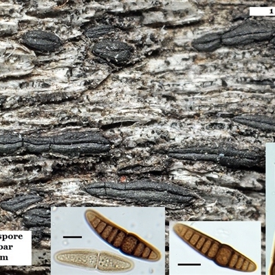 Oedohysterium sinense