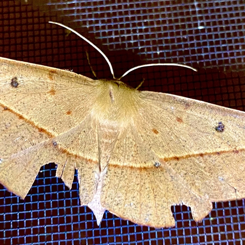 Oenochroma pallida