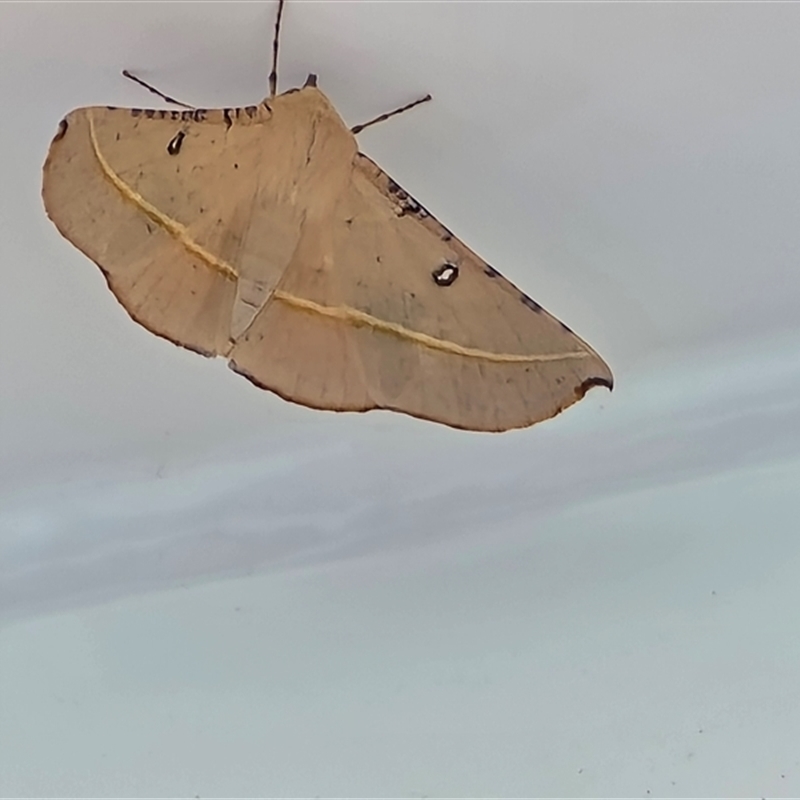 Oenochroma pallida