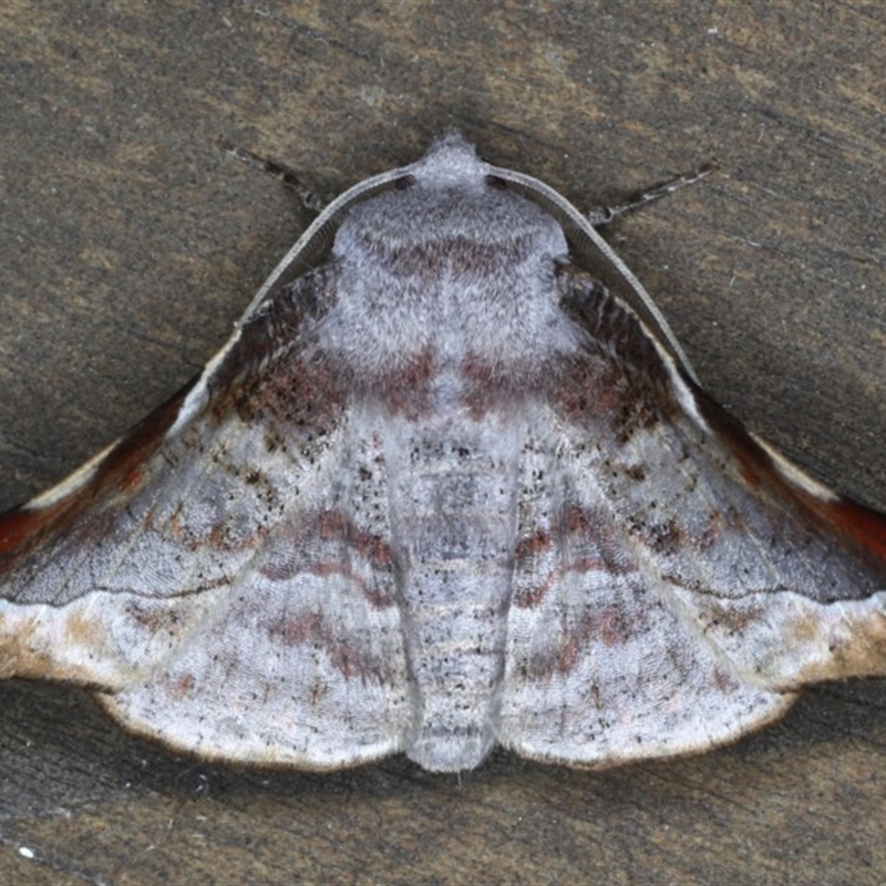 Oenochroma turneri