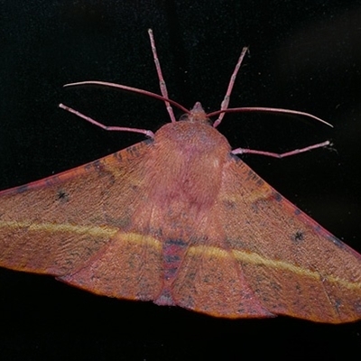 Oenochroma vinaria